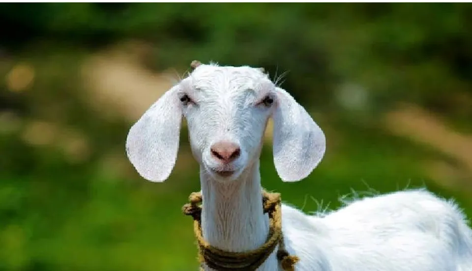 GOAT