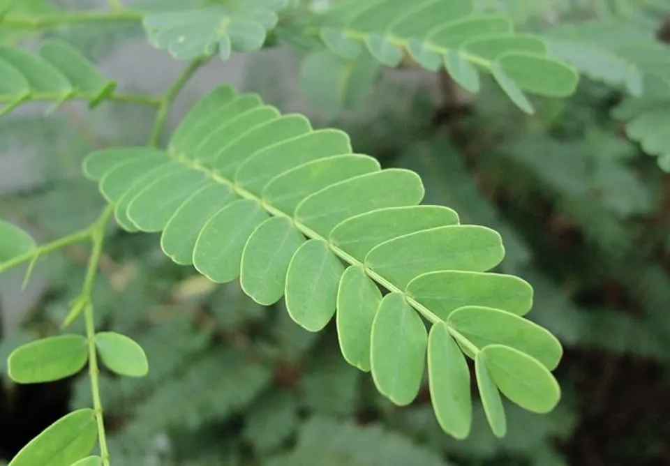tamarind-leaf-02-1504337184