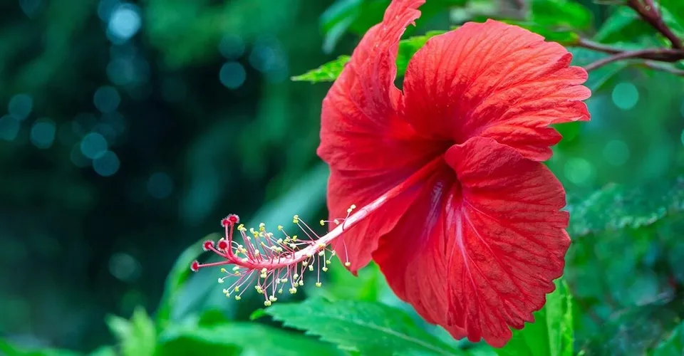 vastu-tips-for-planting-hibiscus-plant-at-home