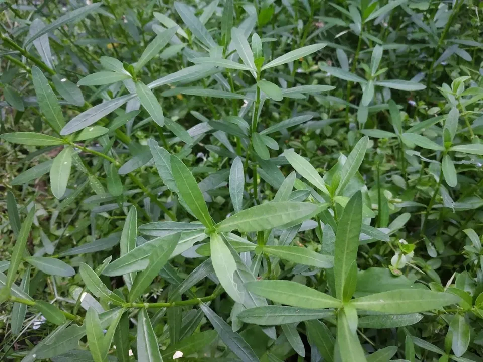 09a2a942-b527-49fe-8212-8bb13b3325fb