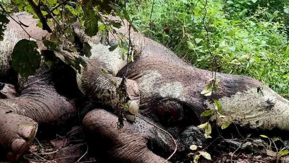 elphant-1765043295847-aae8a4ee-fa94-438a-863b-22c61067cd61-900x506