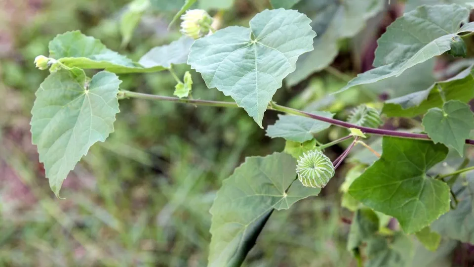 Abutilon indicum
