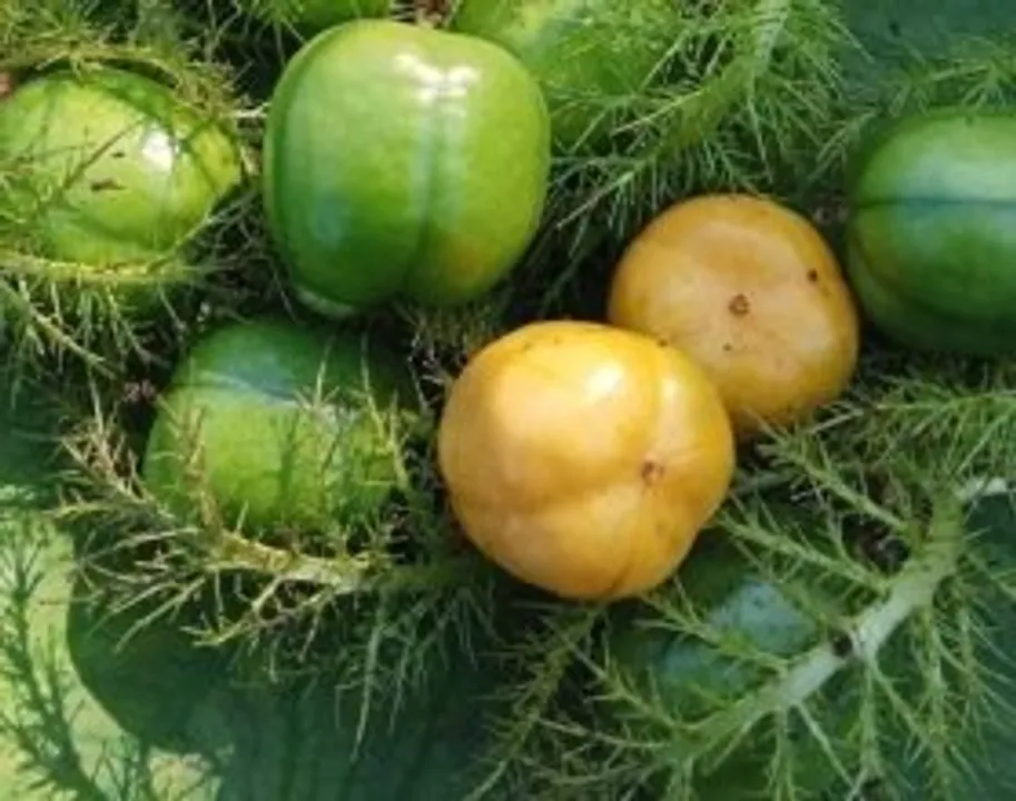 1000138291-edited-279x220