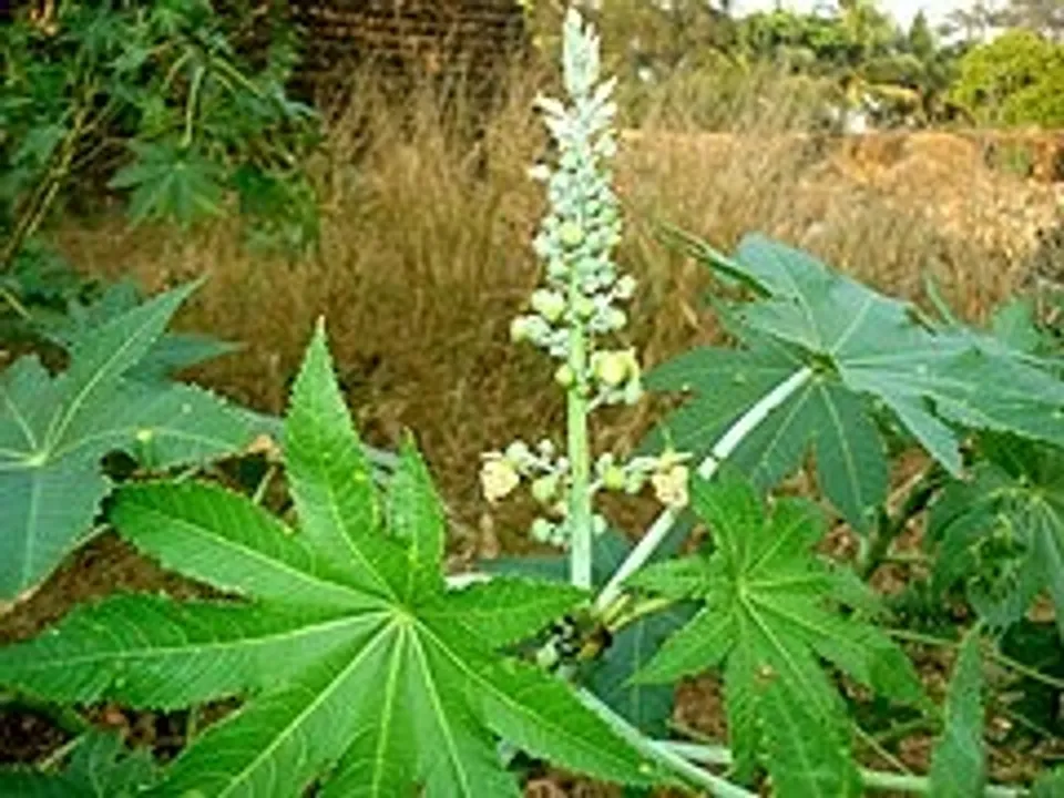 ആവണക്ക്..._Recinus_communis