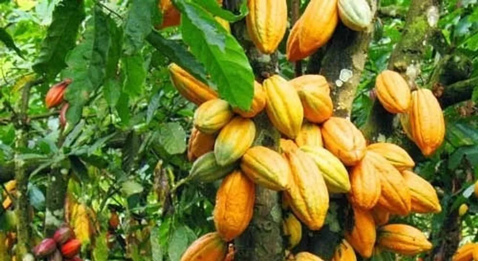 WhatsApp Image 2024-04-03 at 7.56.41 AM