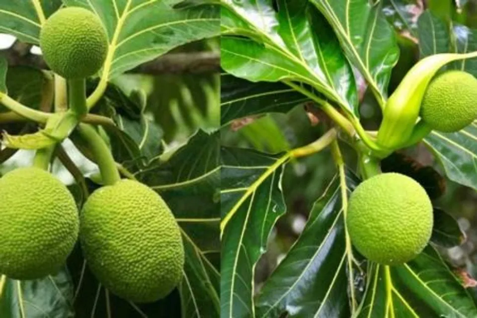 Kadachakka-health-benefits1-450x300-1