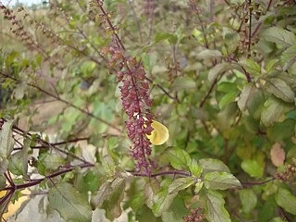 കൃഷ്ണ_തുളസി