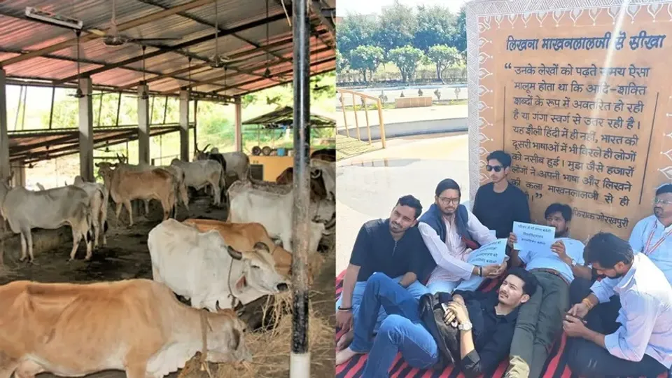 cowshelterstrike-1771322777925-78e22f66-1217-437a-8a8f-b68e309ca44a-900x506