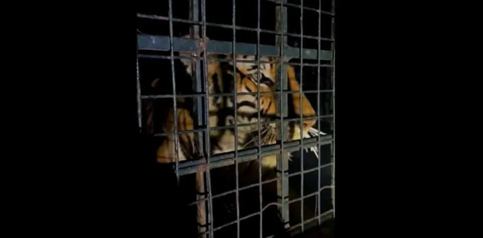 tiger