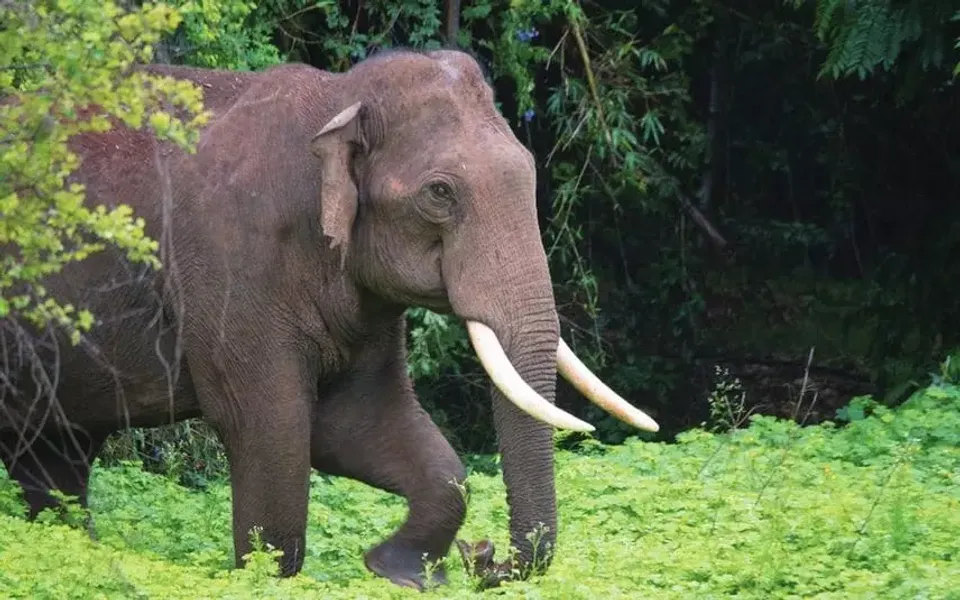 wild elephant
