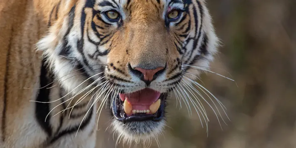 565667