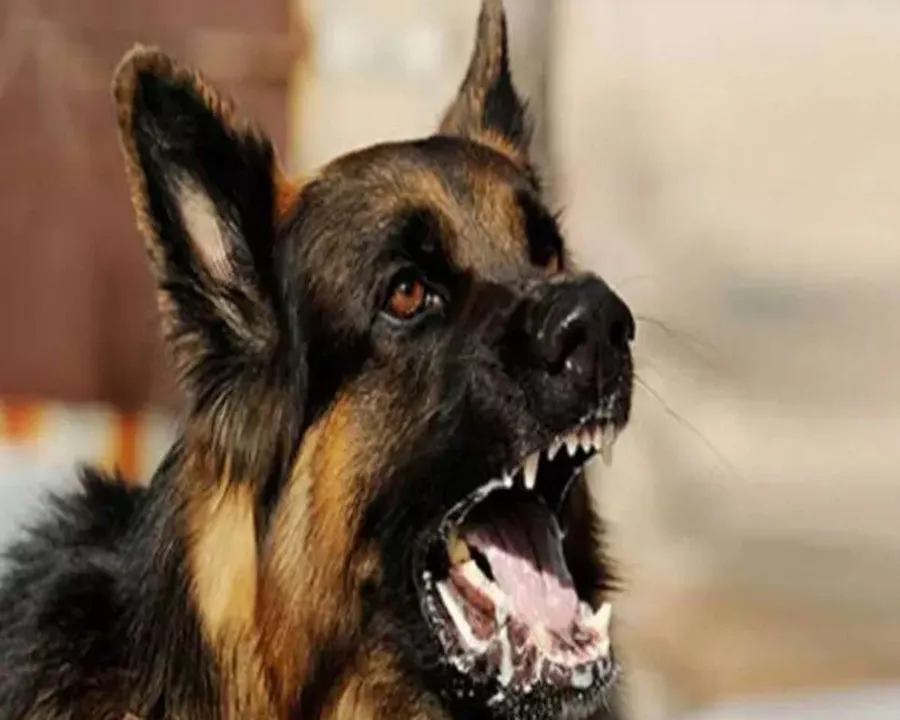  dogbite health dogbite health