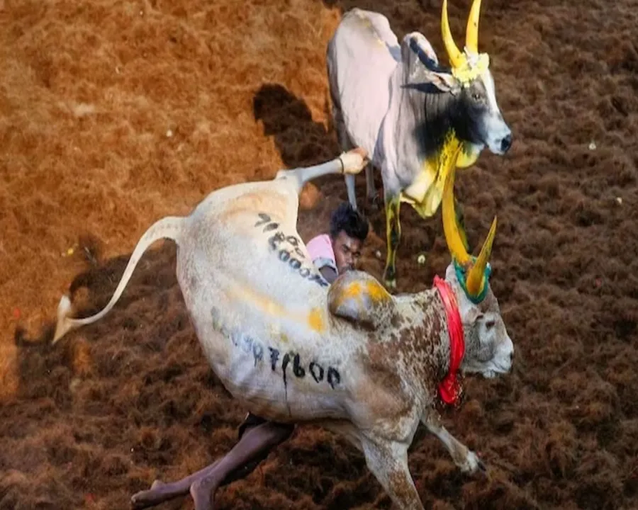 jallikattu.jpg