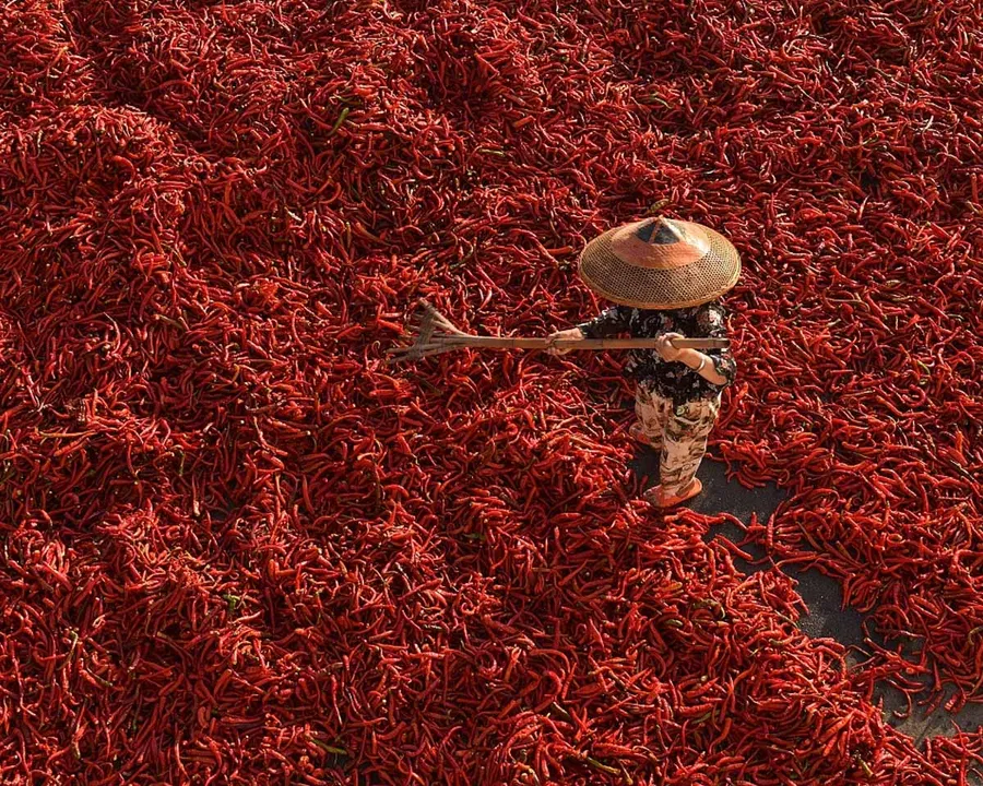 red chilli processing