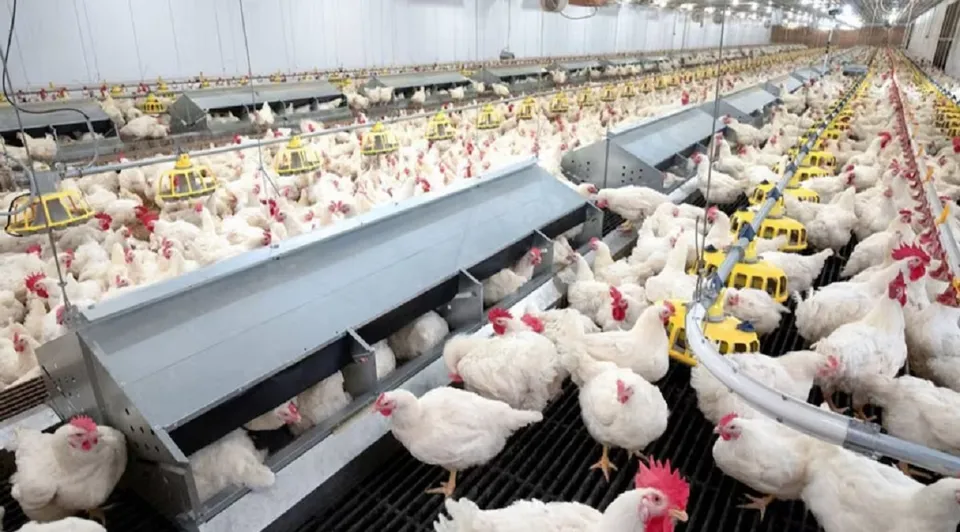 Bird Flu in Alappuzha