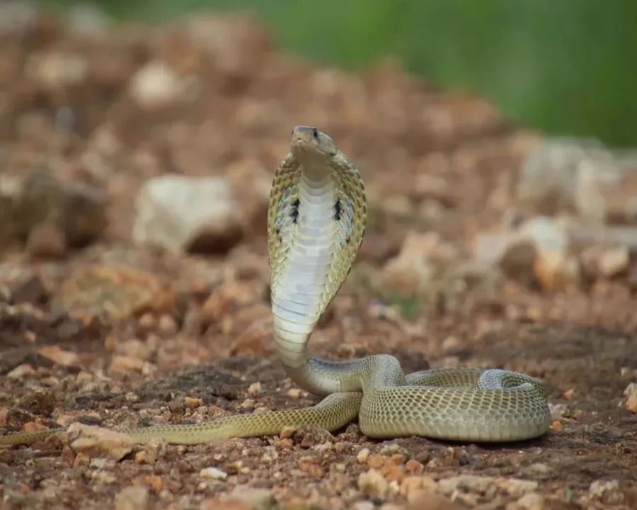snake day