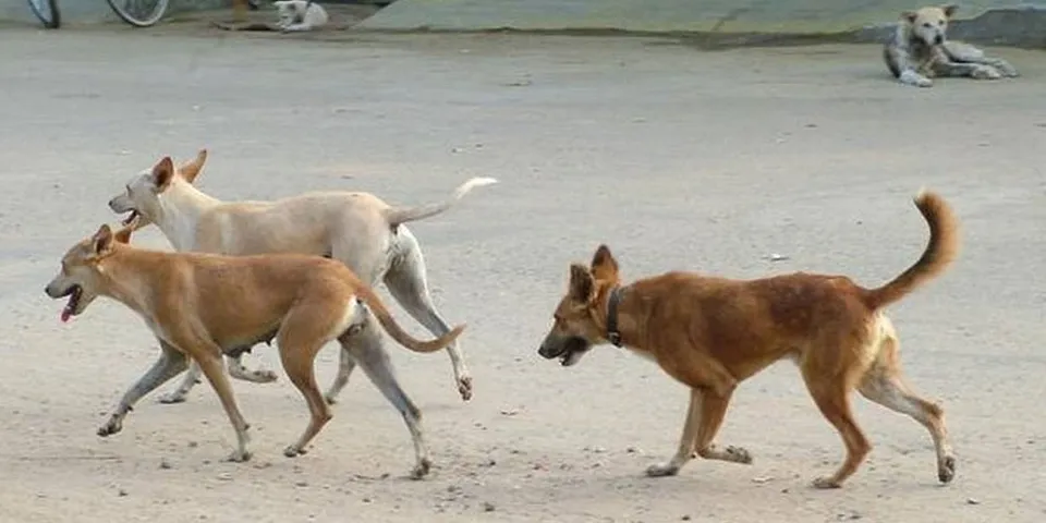 street dogs-2