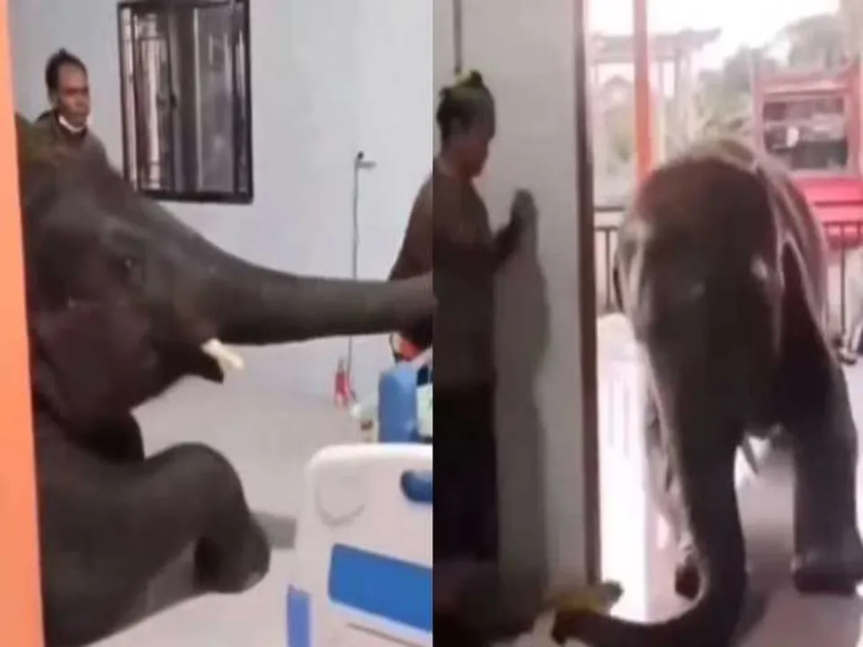 elephant vedio12.jpg