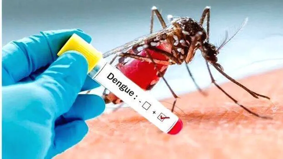 Dengue 