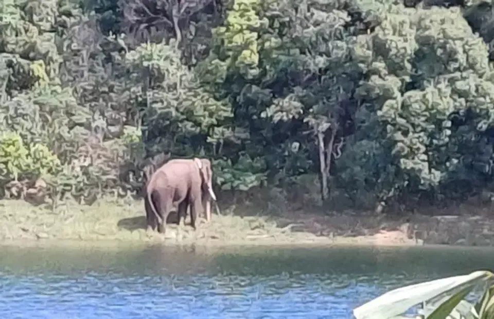'പശ്ചിമ ഘട്ടത്തിലെ മനുഷ്യ-മൃഗ സംഘർഷം അവസാനിപ്പിക്കണം'; സുപ്രീം കോടതിയിൽ ഹർജി