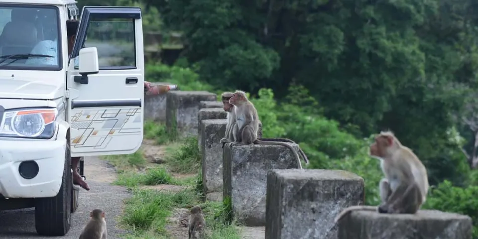 വിനോദസഞ്ചാരികൾ കുരങ്ങന്‍മാര്‍ക്ക് മദ്യം നൽകി; കേസെടുത്ത് വനംവകുപ്പ്