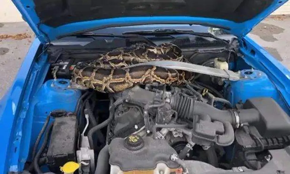 എഞ്ചിൻ ലൈറ്റ് പരിശോധിക്കാനായി കാറിന്റെ ബോണറ്റ് തുറന്നു, കാത്തിരുന്നത് പത്ത് അടി നീളമുള്ള ബർമീസ് പെരുമ്പാമ്പ്‌ !