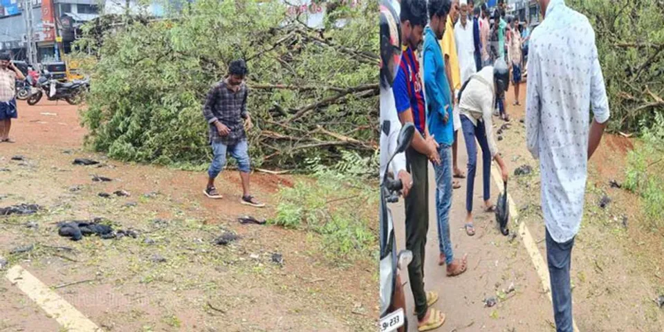 മരം മുറിച്ചപ്പോൾ പക്ഷികൾ ചത്ത സംഭവം, കരാറുകാർക്കെതിരെ കേസ്,വനംവകുപ്പ് നടപടി വന്യജീവി സംരക്ഷണ നിയമപ്രകാരം