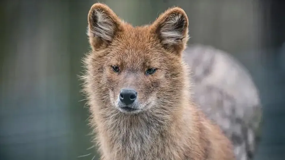 ചക്കാമ്പുഴയിൽ അക്രമകാരികളായി പുറത്തിറങ്ങിയ കുറുക്കന്മാരെ വെടിവച്ച് കൊന്ന് ജനങ്ങളുടെ സുരക്ഷ ഉറപ്പാക്കണമെന്ന് മാണി സി കാപ്പൻ