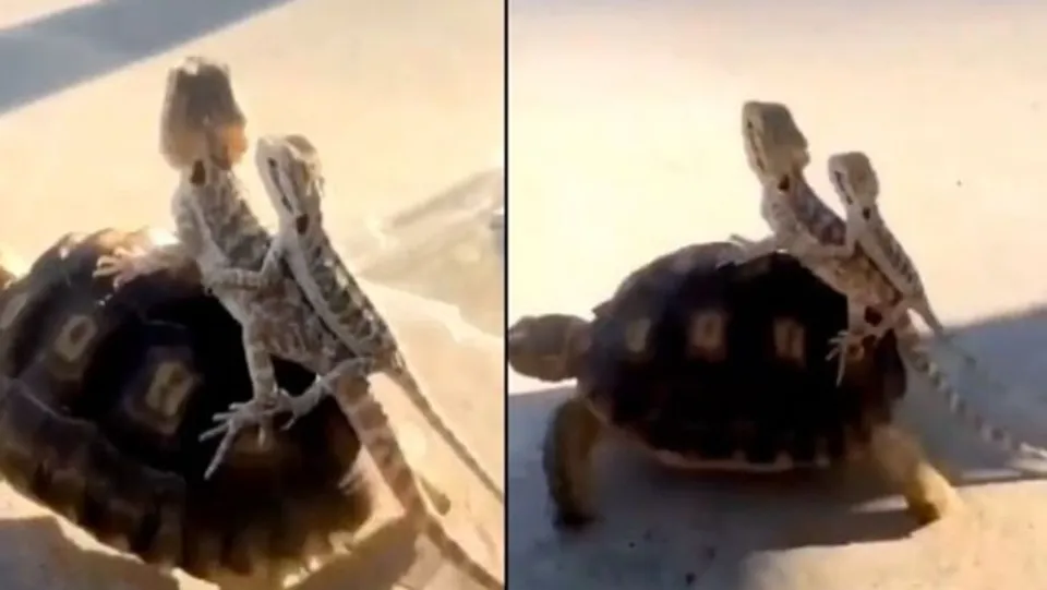 ആമപ്പുറത്തേറി ഓന്തുകളുടെ രസികൻ യാത്ര