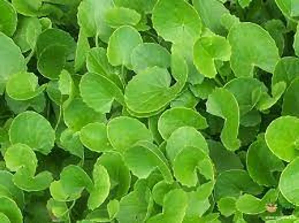 കൊടങ്ങലിന്റെ ആരോ​ഗ്യ ​ഗുണങ്ങൾ നോക്കാം..