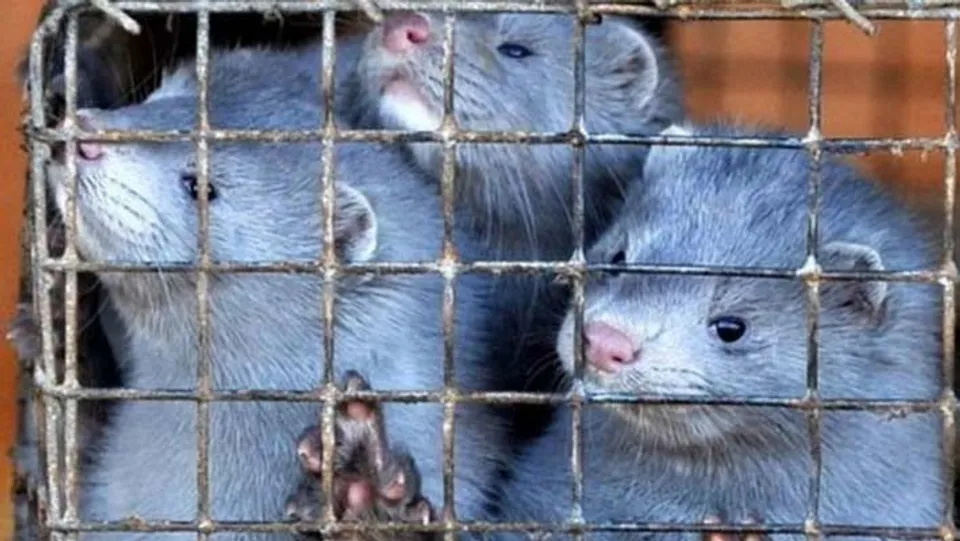 സ്‌പെയിൻ ഒരു ലക്ഷം നീർനായ്ക്കളെ കൊല്ലുന്നു !