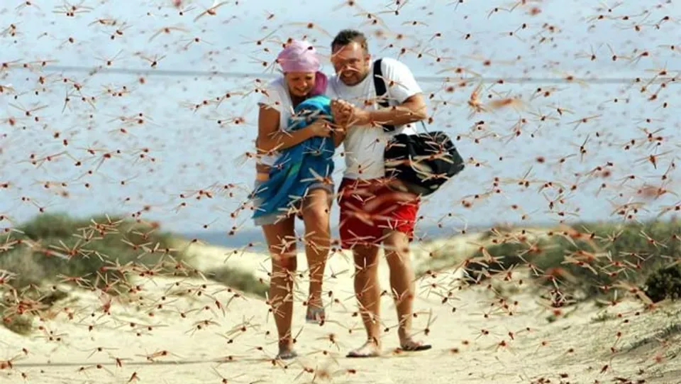 പ്രാണികളെയും പുഴുക്കളെയും കുറിച്ച് എഴുതാൻ ഇരുന്നതാണ് ,അതിനിടയിലാണ് വെട്ടുകിളി പ്ലേഗ് നമ്മുടെ നാട്ടിലെത്തിയത്...സോഷ്യല്‍ മീഡിയയില്‍ വൈറലാകുന്നു  ഒരു വെട്ടുകിളി കുറിപ്പ്