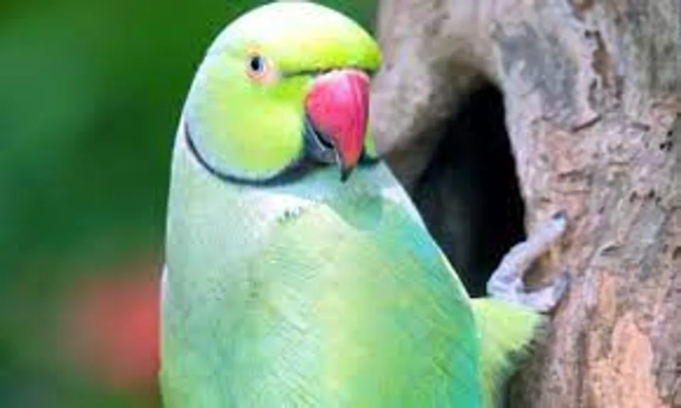 തത്തകളെ വാങ്ങുമ്പോൾ സൂക്ഷിക്കണം ; ഏഴ് വർഷം തടവും 50000 രൂപ പിഴയും