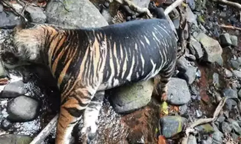 അപൂർവ്വ ഇനത്തില്‍പ്പെട്ട കടുവയുടെ ജഡം കണ്ടെത്തി