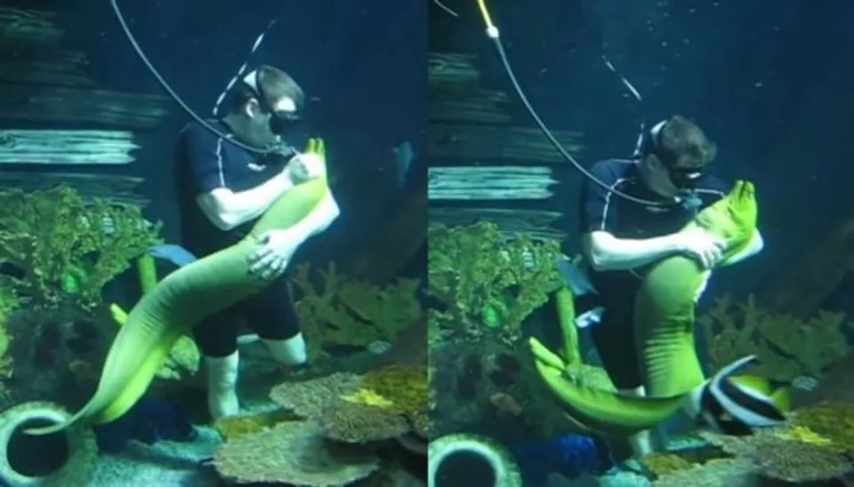 സ്ക്കൂബ ഡൈവറിന്റെ വാത്സല്യത്തിൽ മയങ്ങി ഭീമൻ ആരൽ മത്സ്യം