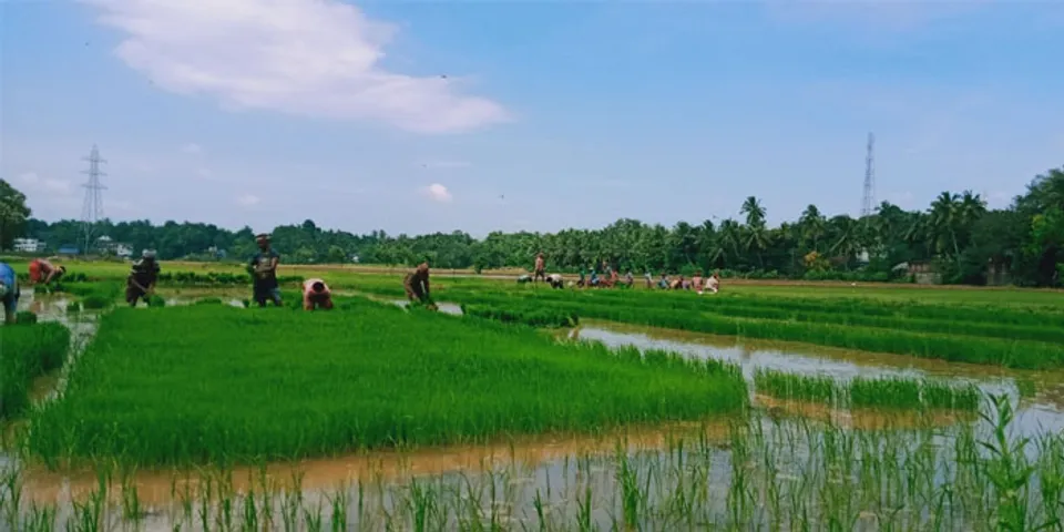 രണ്ടാംവിള നെൽകൃഷി നടീലിന് അതിഥി തൊഴിലാളികൾ ഇടനിലക്കാരെ ഒഴിവാക്കി കർഷകരെ നേരിട്ട് സമീപിച്ച് തുടങ്ങി