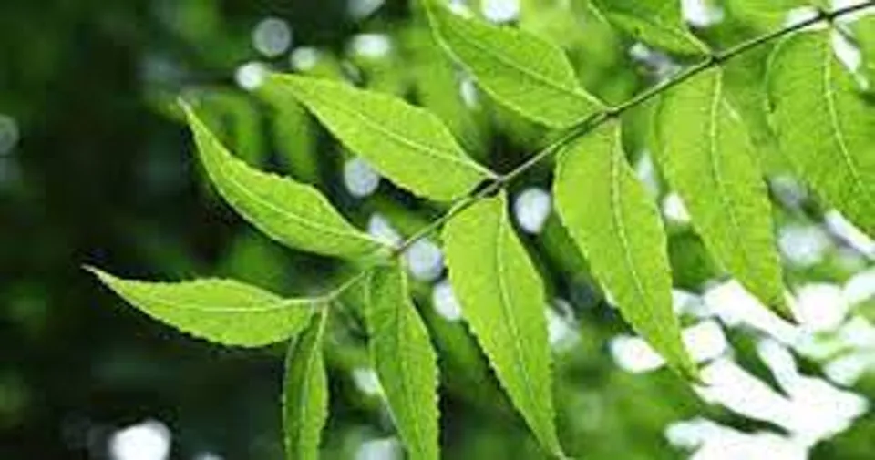 ദിവസവും ആര്യവേപ്പ് ഉപയോ​ഗിക്കുന്നതുകൊണ്ടുള്ള ആരോ​ഗ്യ ​ഗുണങ്ങൾ നോക്കാം..