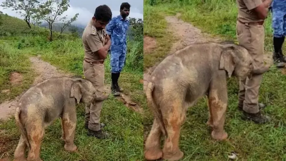 അമ്മയുടെ അടുത്തെത്തിച്ച ഉദ്യോഗസ്ഥനോട് നന്ദി പ്രകടനം നടത്തുന്ന കുട്ടിയാന; വൈറല്‍