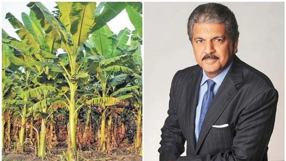 ലോക്ക് ഡൗണ്‍:  വാഴക്കര്‍ഷകര്‍ക്ക് സഹായമാകാന്‍ വേറിട്ട വഴിയുമായി  മഹീന്ദ്ര ഗ്രൂപ്പ് ചെയർമാൻ ആനന്ദ് മഹീന്ദ്ര