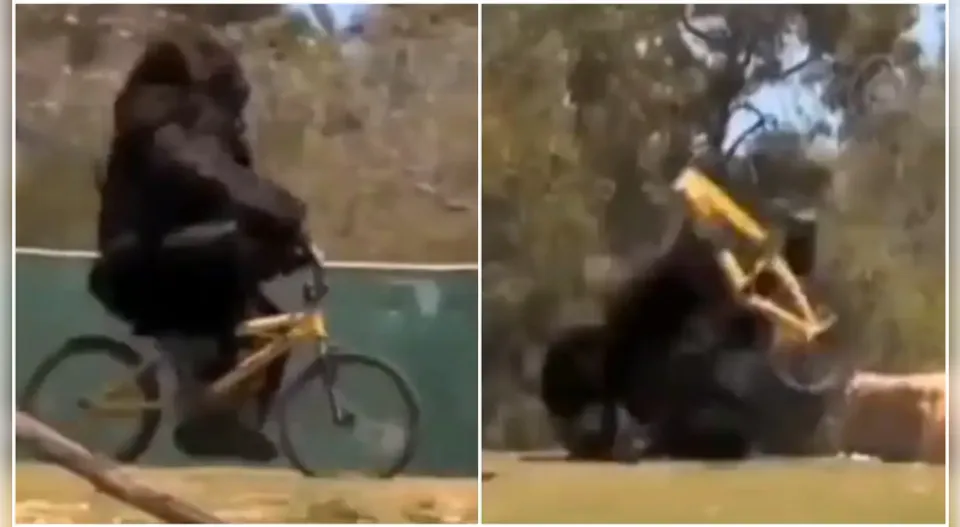 ഇതൊക്കെ സിംപിൾ; ആളുകളെ പൊട്ടിച്ചിരിപ്പിച്ച് ഗൊറില്ലയുടെ സൈക്കിൾ സവാരി