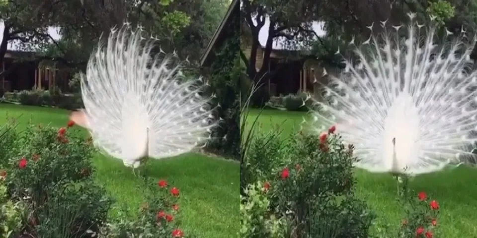 പീലി നിവര്‍ത്തി നില്‍ക്കുന്ന വെളുത്ത മയിലിനെ കണ്ടിട്ടുണ്ടോ: ഇല്ലെങ്കില്‍ ദാ ഈ വെളുത്ത സുന്ദരന്റെ ഒരു മനോഹര നൃത്തം കണ്ടോളൂ! വൈറല്‍ വീഡിയോ