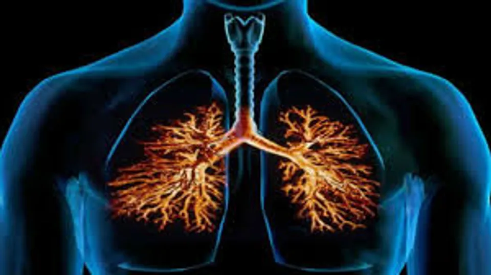 ശ്വാസകോശത്തിന്‍റെ ആരോഗ്യത്തിനായി ഡയറ്റില്‍ ഉള്‍പ്പെടുത്തേണ്ട ചില ഭക്ഷണങ്ങളെ പരിചയപ്പെടാം. 