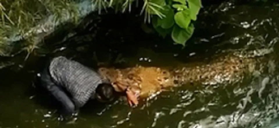 പ്രതിമയാണെന്ന് തെറ്റിദ്ധരിച്ച് ജീവനുള്ള മുതലയ്‌ക്കൊപ്പം സെല്‍ഫിയെടുക്കാന്‍ ശ്രമം; വിനോദസഞ്ചാരിയെ മുതല ആക്രമിച്ചു-വീഡിയോ