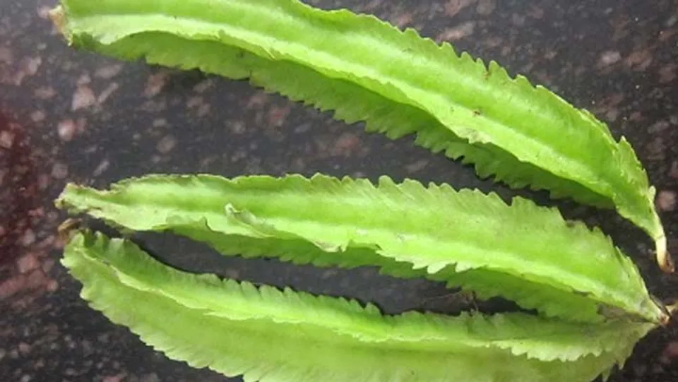 മഴക്കാലത്ത് നല്ല വിളവ് തരും ചതുരപ്പയര്‍