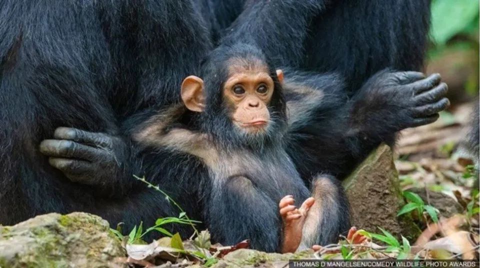 അമ്മയുടെ തണലിൽ ആലസ്യത്തോടെ !