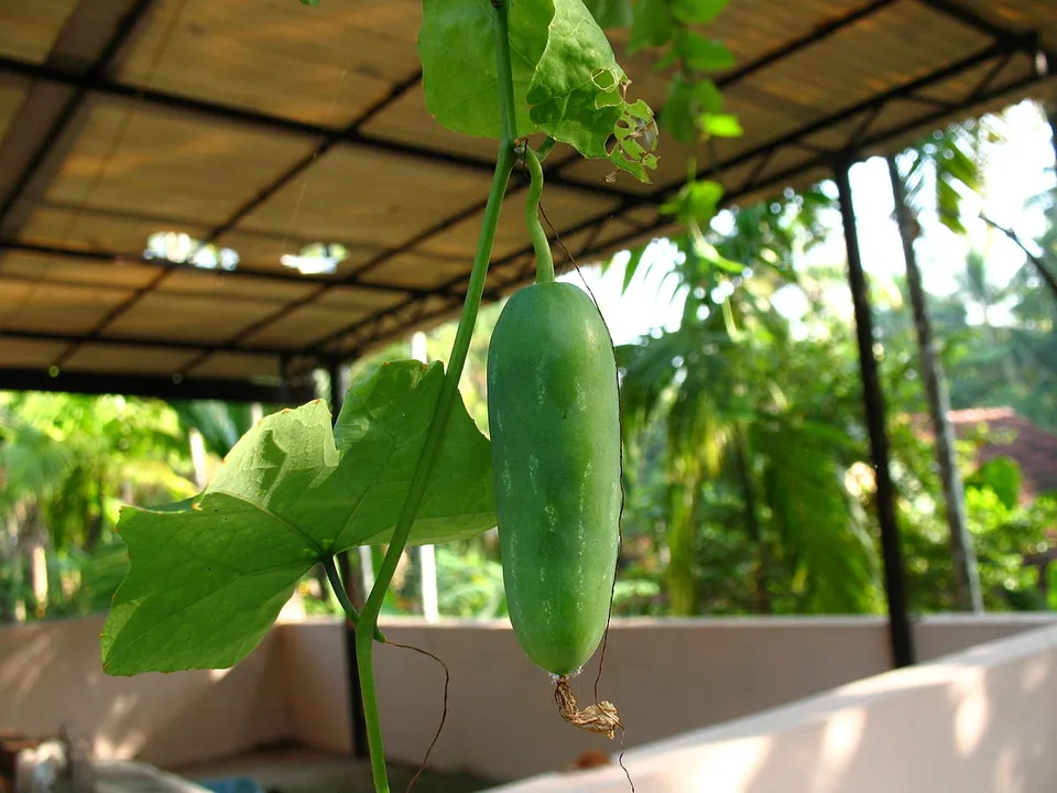 ഏതു കാലാവസ്ഥയിലും ചെയ്യാവുന്ന കൃഷി; അറിയാം കോവൽ കൃഷി രീതിയും പരിചരണവും