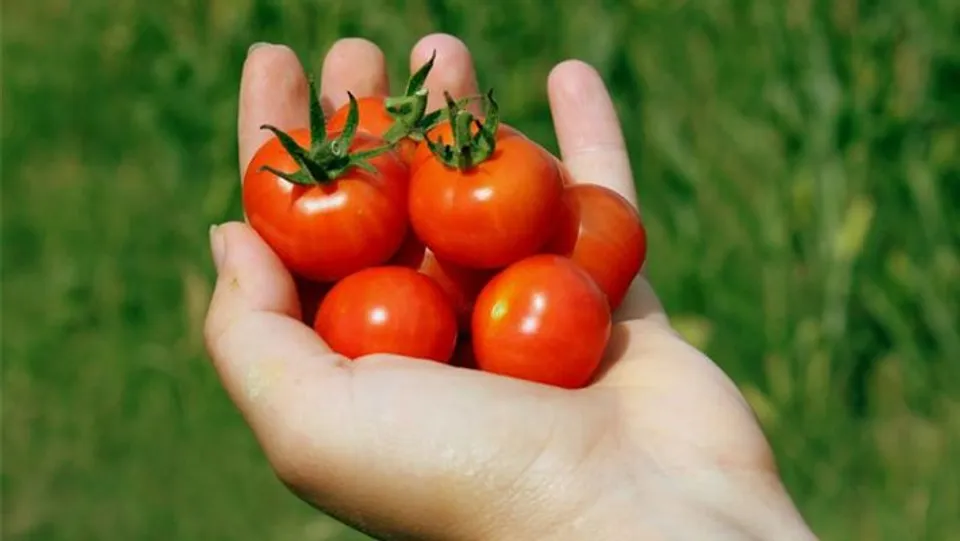 വര്‍ഷം മുഴുവനും കായകള്‍ വിളവെടുക്കാവുന്ന ചെറി തക്കാളി !