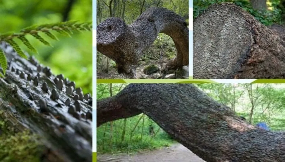 പണം കായ്ക്കുന്ന മരമെന്ന് തമാശയ്ക്കെങ്കിലും പലരും പറഞ്ഞ് കേട്ടിട്ടുണ്ട്, ഇതാണ് ആ പറഞ്ഞ പണം കായ്ക്കുന്ന മരം; കൗതുകമായി നാണയമരം