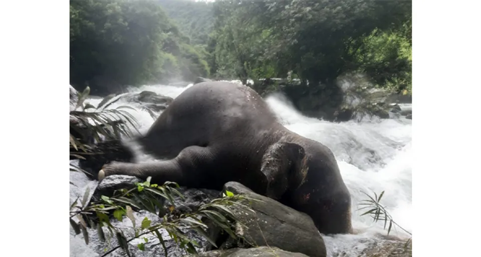 തുഷാരഗിരിയില്‍ വെള്ളച്ചാട്ടത്തിനു താഴെ പിടിയാനയെ ചരിഞ്ഞ നിലയില്‍ കണ്ടെത്തി