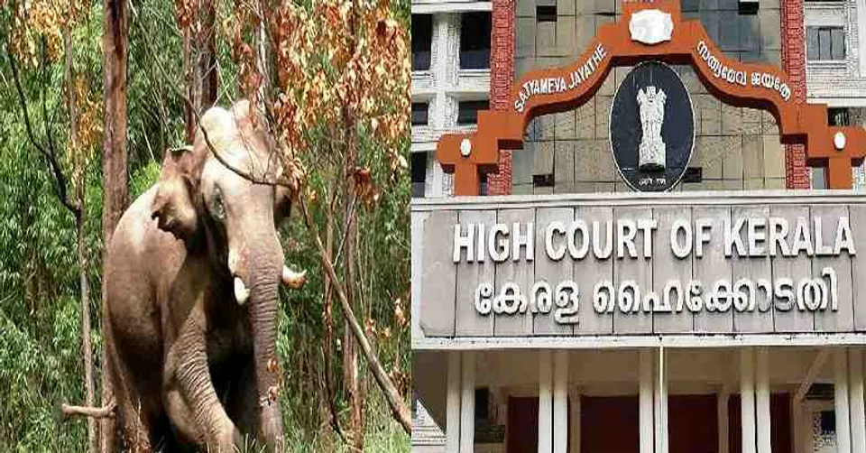 അരിക്കൊമ്പനോ ജനങ്ങളോ? അരിക്കൊമ്പനെ മയക്കു വെടിവെച്ചു പിടികൂടി കൂട്ടിലടയ്ക്കാനുള്ള വനംവകുപ്പിന്‍റെ നീക്കത്തിന് കേരള ഹൈക്കോടതി തടയിട്ടു. കടകളും വീടുകളും തകര്‍ത്ത് നാട്ടുകാര്‍ക്കു ഭീഷണിയാകുന്ന അരിക്കൊമ്പനെ പിടികൂടാന്‍ തല്‍ക്കാലം ഹൈക്കോടതിയുടെ അനുമതിയില്ല. വേണമെങ്കില്‍ 301 കോളനിയിലെ ജനങ്ങളെ മാറ്റിപ്പാര്‍പ്പിച്ചുകൊള്ളൂ എന്നാണ് ഹൈക്കോടതിയുടെ ഉത്തരവ്; ജനങ്ങളോടൊപ്പം നില്‍ക്കാനേ ഒരു ജനകീയ സര്‍ക്കാരിനു കഴിയൂ. പക്ഷേ അതിനു സഹായകരമായ നിലപാടല്ല ഹൈക്കോടതി സ്വീകരിച്ചിരിക്കുന്നത്; മുഖപ്രസംഗത്തില്‍ ജേക്കബ്ബ് ജോര്‍ജ്ജ്‌